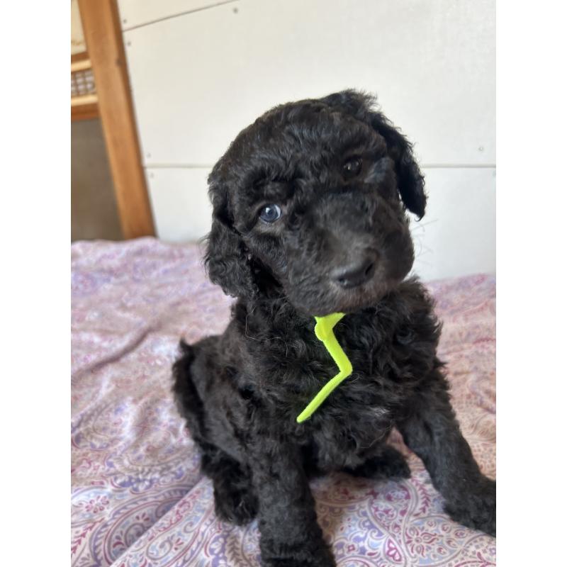 販売中の愛知県のスタンダードプードル-444465の5枚目