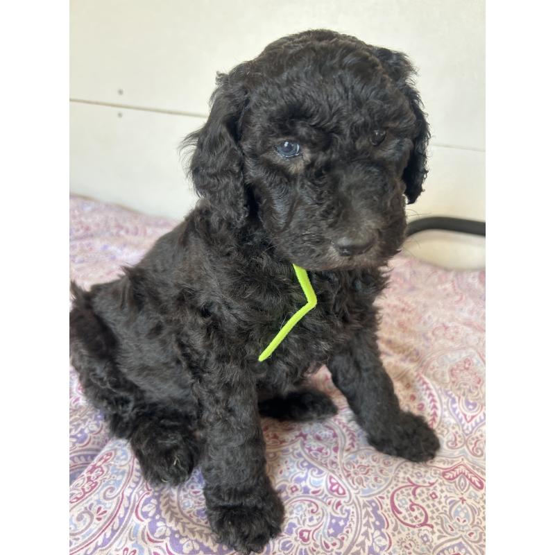 販売中の愛知県のスタンダードプードル-444465の4枚目