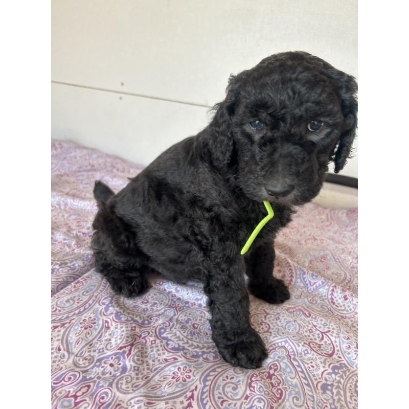 販売中の愛知県のスタンダードプードル-444465の3枚目