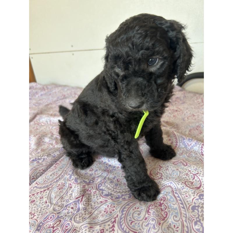 販売中の愛知県のスタンダードプードル-444465の2枚目