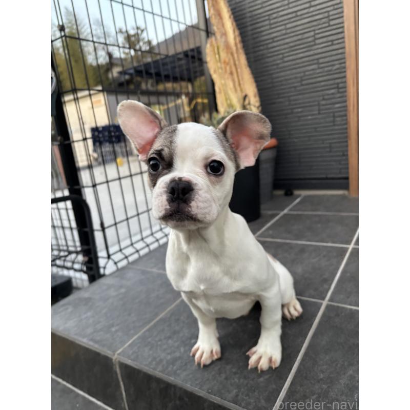 商談中の京都府のフレンチブルドッグ-422753
