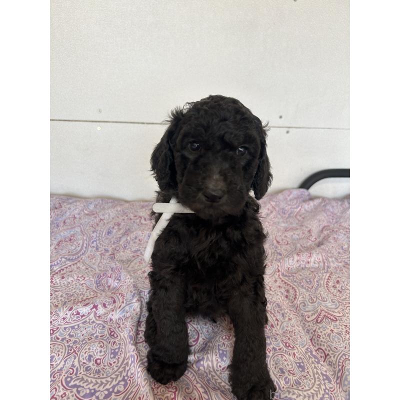 販売中の愛知県のスタンダードプードル-444466の1枚目