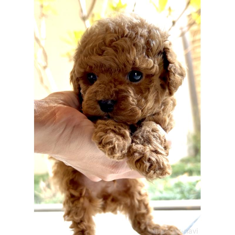 商談中の奈良県のタイニープードル-443666