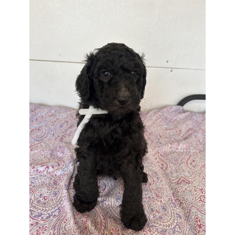 販売中の愛知県のスタンダードプードル-444466の4枚目