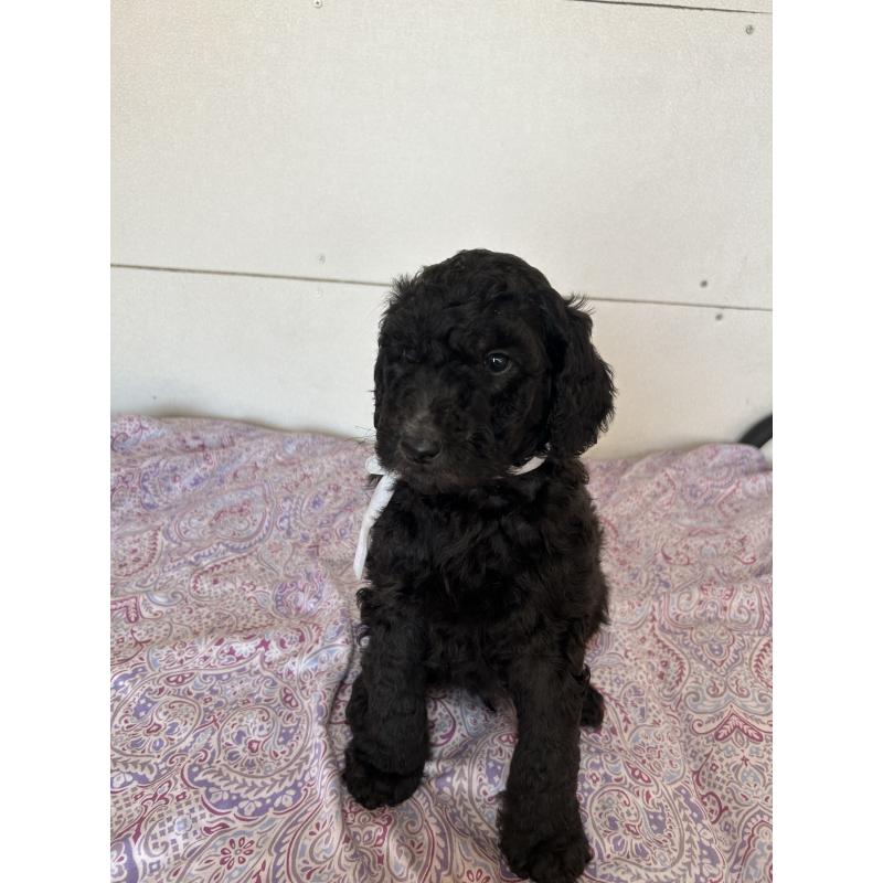 販売中の愛知県のスタンダードプードル-444466の3枚目