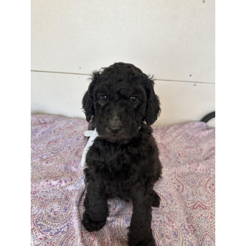 販売中の愛知県のスタンダードプードル-444466の2枚目