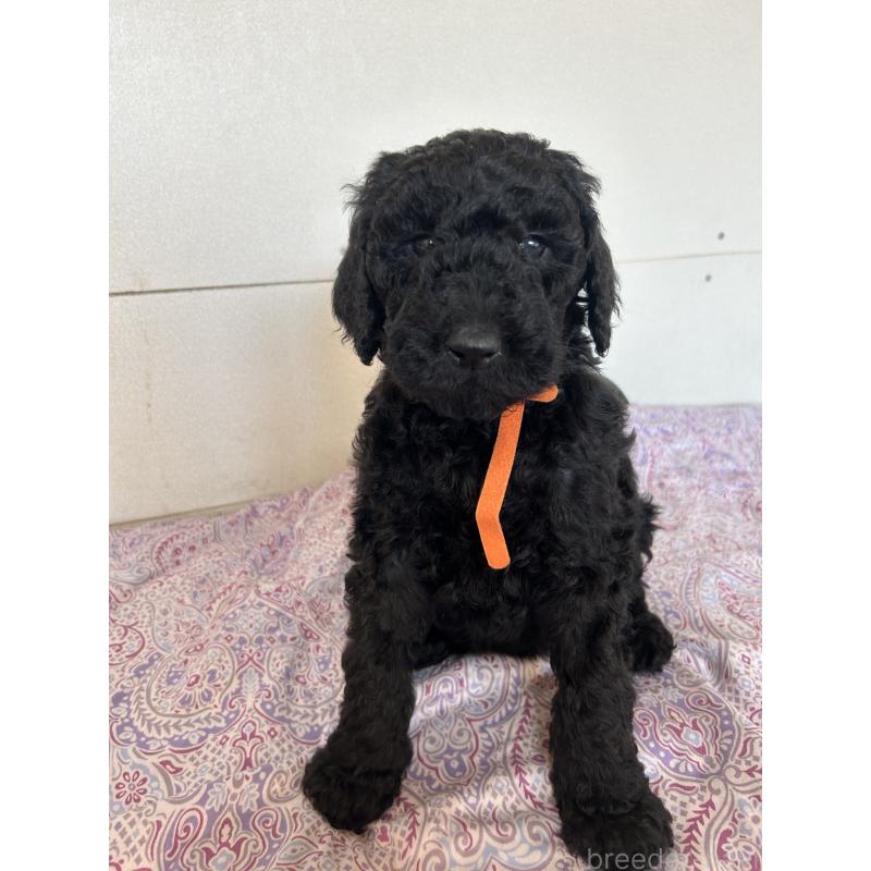 販売中の愛知県のスタンダードプードル-444467の1枚目