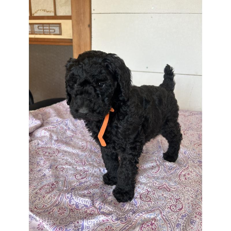 販売中の愛知県のスタンダードプードル-444467の5枚目