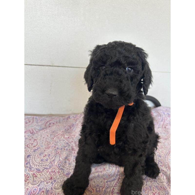 販売中の愛知県のスタンダードプードル-444467の4枚目