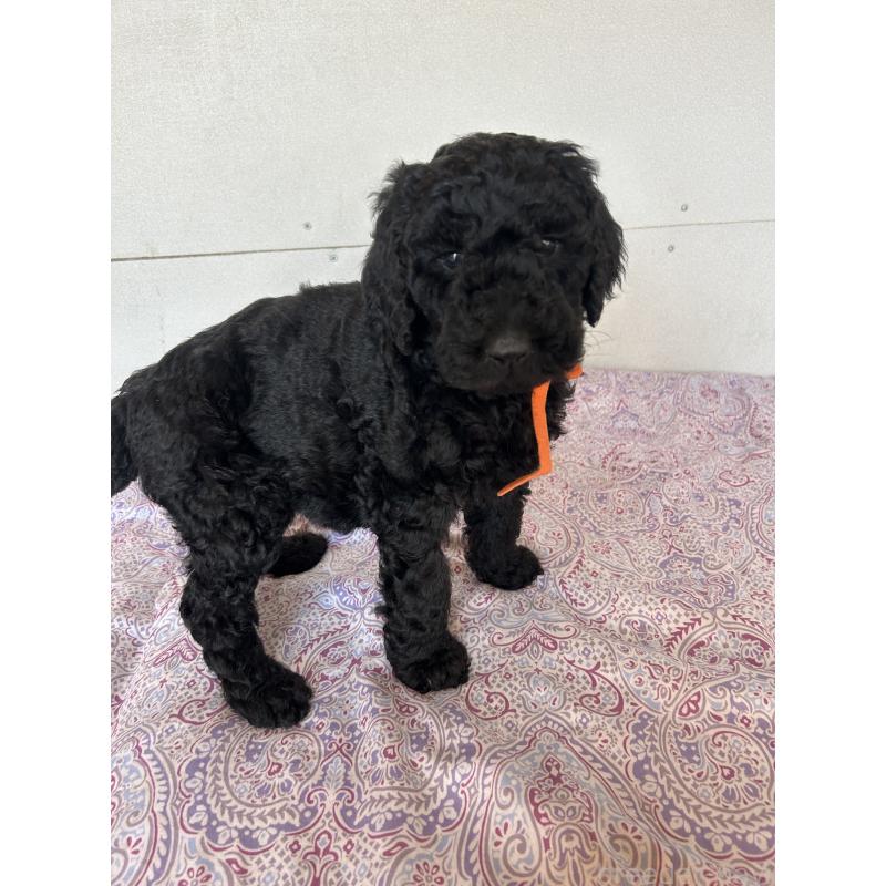 販売中の愛知県のスタンダードプードル-444467の3枚目