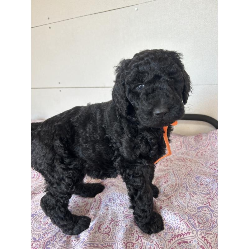 販売中の愛知県のスタンダードプードル-444467の2枚目