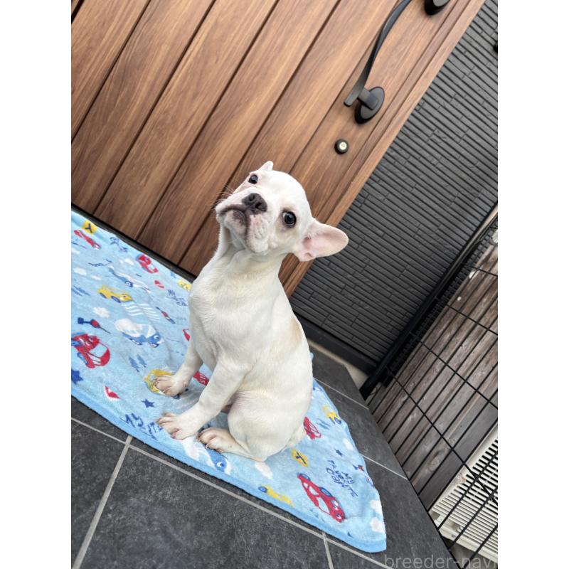 販売中の京都府のフレンチブルドッグ-422757