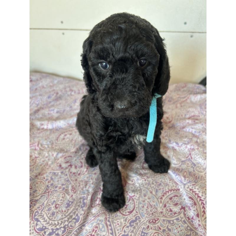 販売中の愛知県のスタンダードプードル-444468