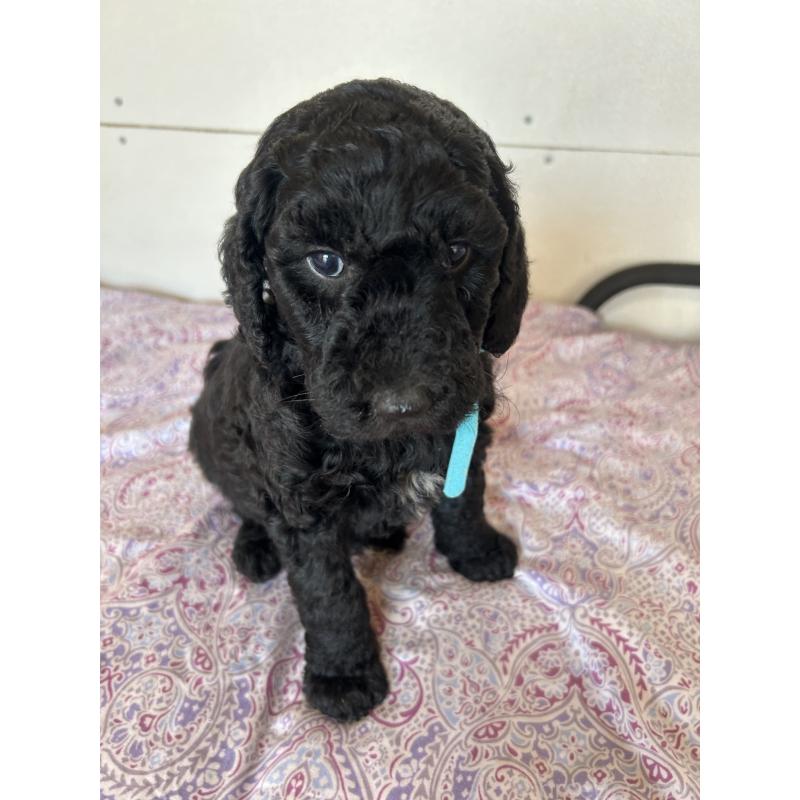 販売中の愛知県のスタンダードプードル-444468の4枚目