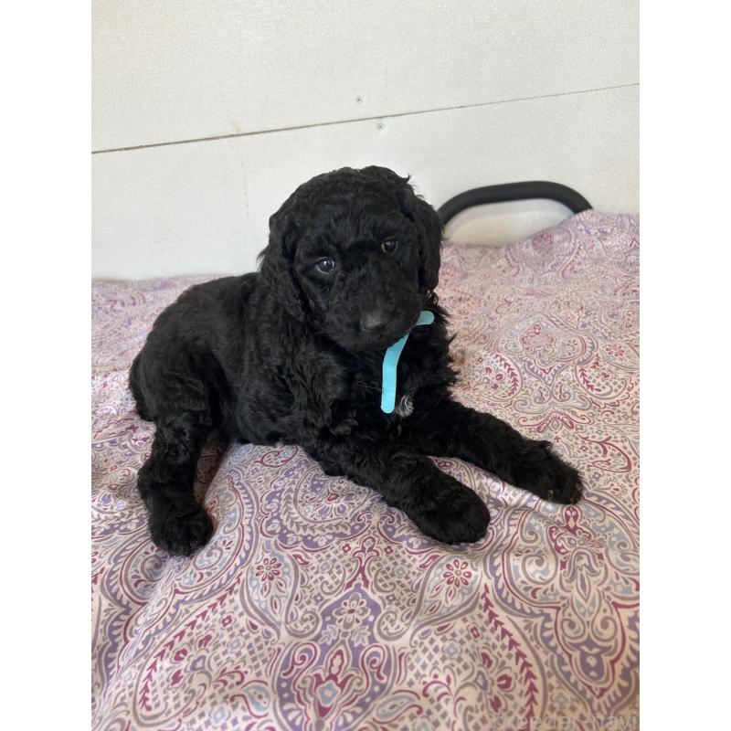 販売中の愛知県のスタンダードプードル-444468の3枚目