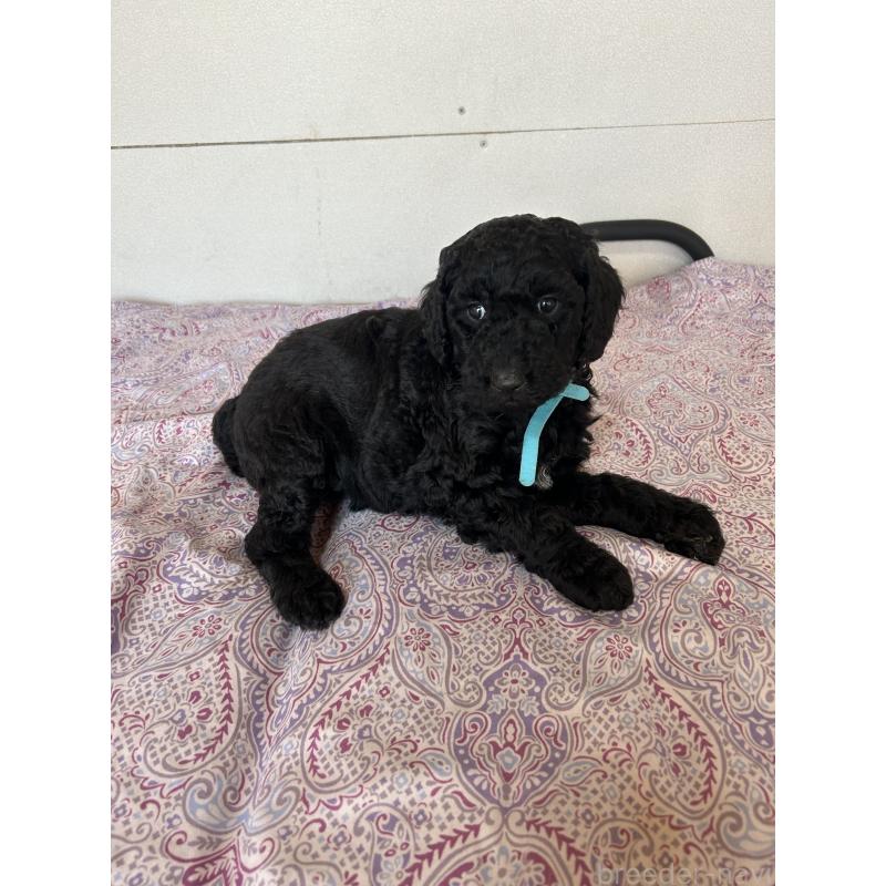 販売中の愛知県のスタンダードプードル-444468の2枚目