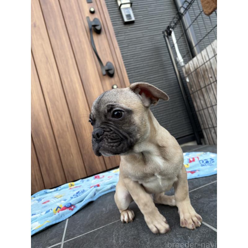 販売中の京都府のフレンチブルドッグ-422756