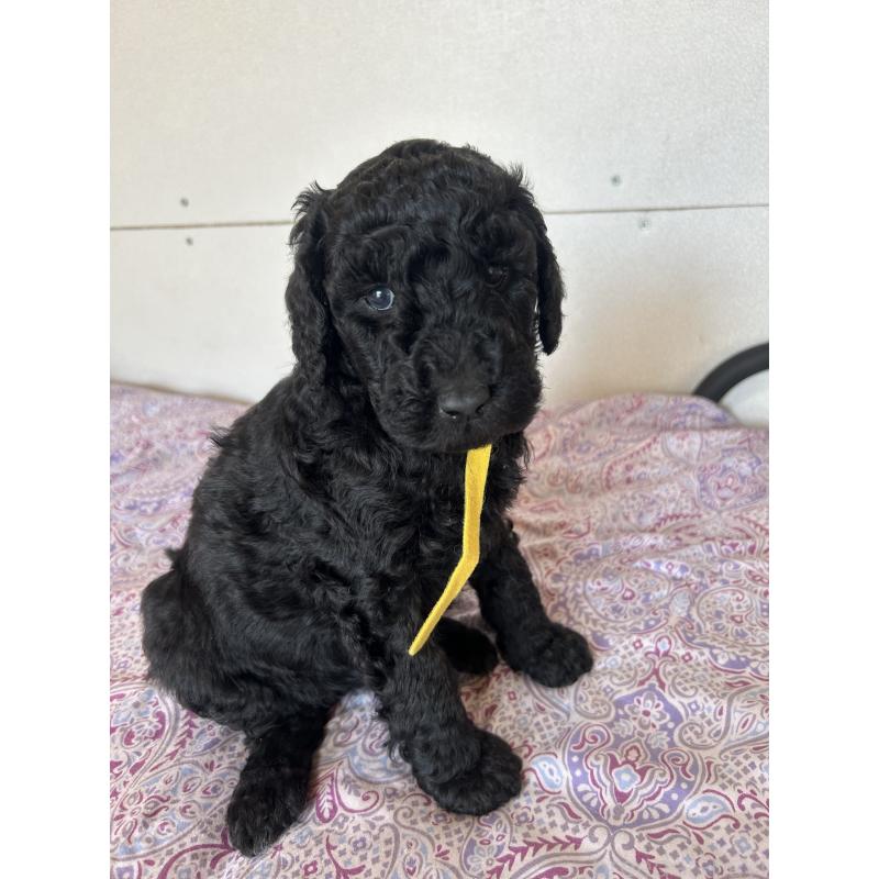 販売中の愛知県のスタンダードプードル-444469