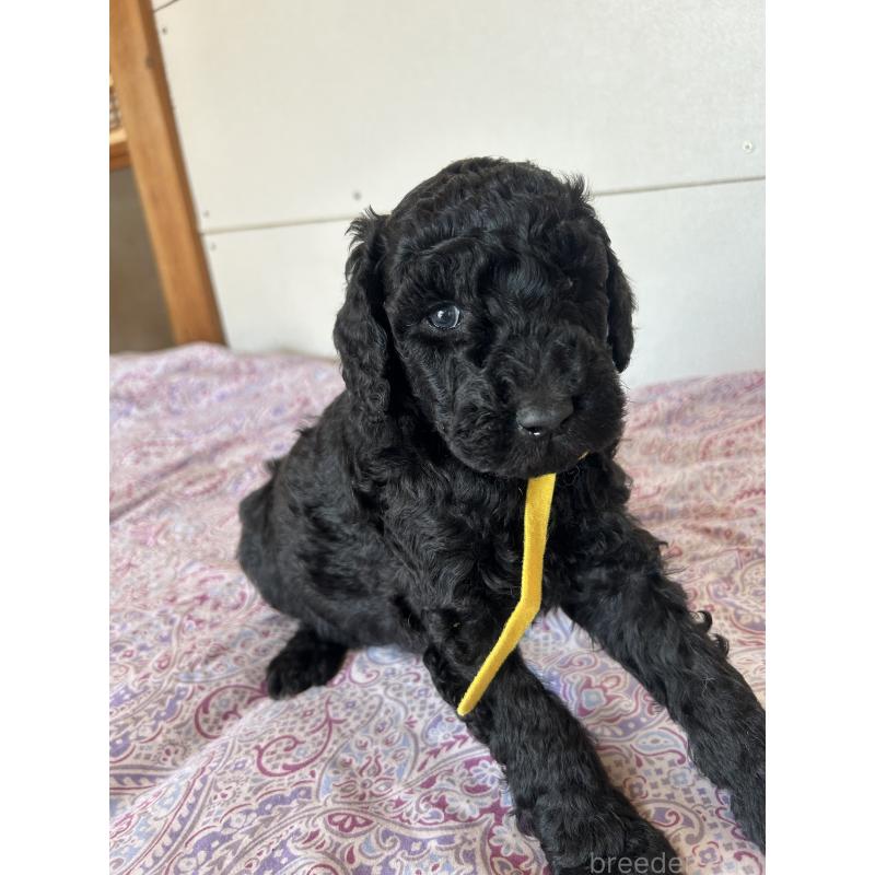 販売中の愛知県のスタンダードプードル-444469の7枚目