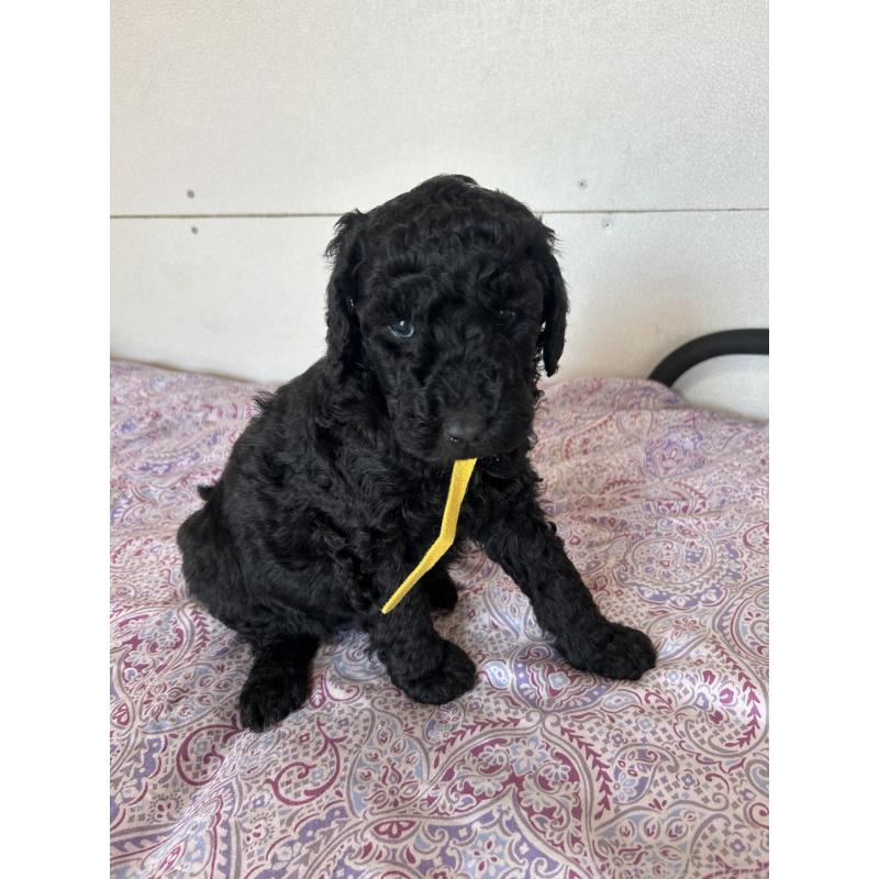 販売中の愛知県のスタンダードプードル-444469の6枚目