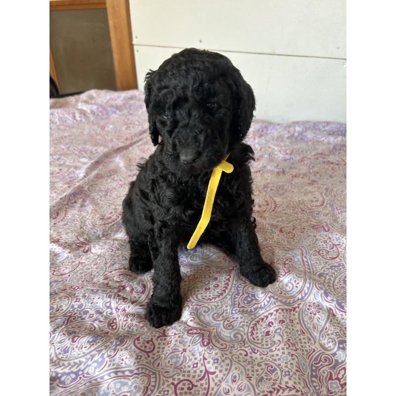 販売中の愛知県のスタンダードプードル-444469の4枚目