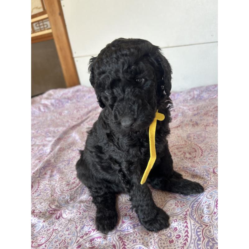 販売中の愛知県のスタンダードプードル-444469の3枚目