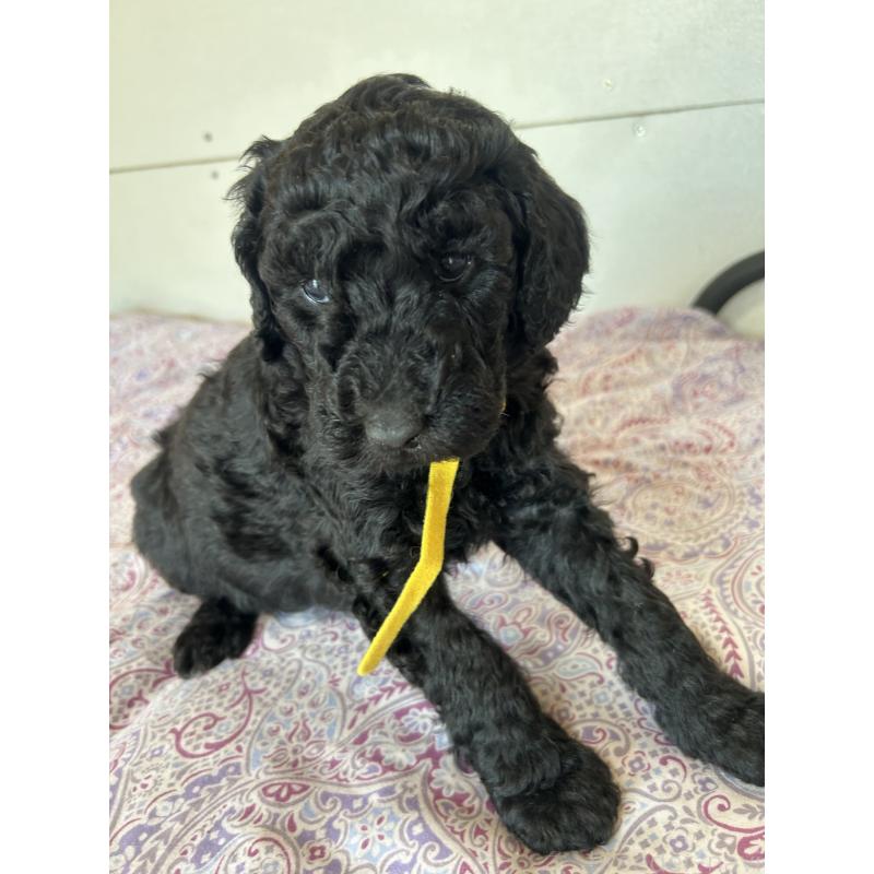 販売中の愛知県のスタンダードプードル-444469の2枚目
