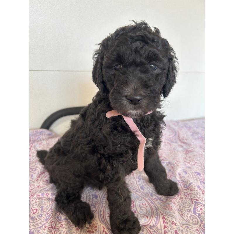 販売中の愛知県のスタンダードプードル-444470