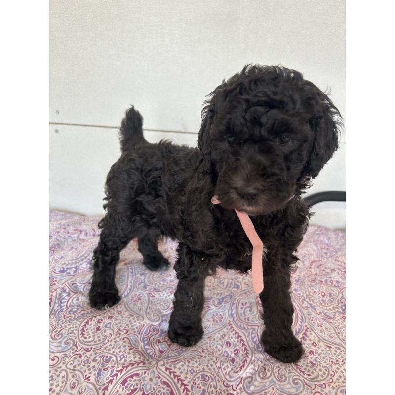 販売中の愛知県のスタンダードプードル-444470の6枚目