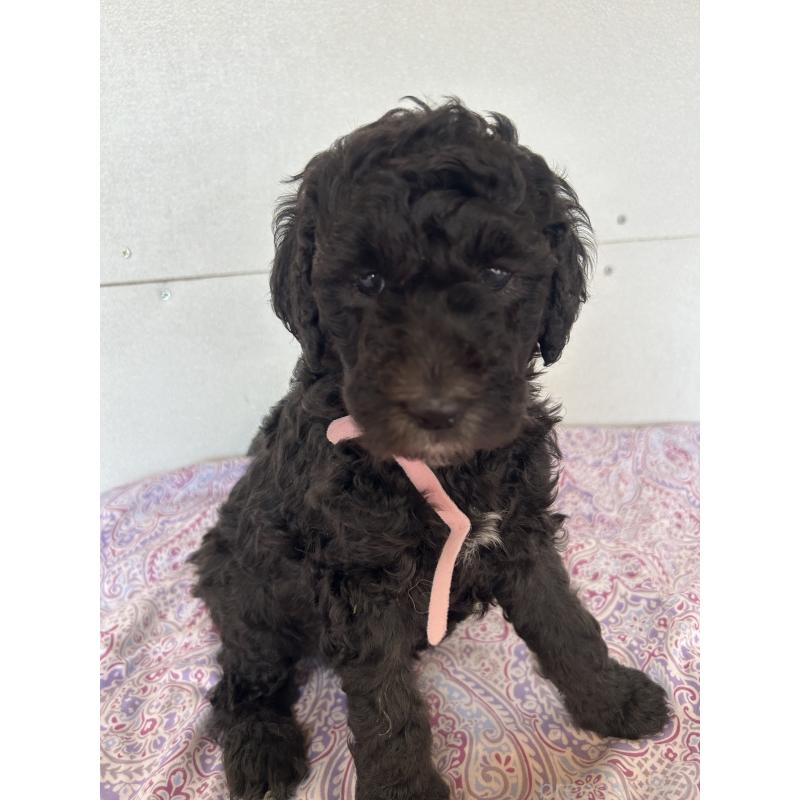 販売中の愛知県のスタンダードプードル-444470の4枚目