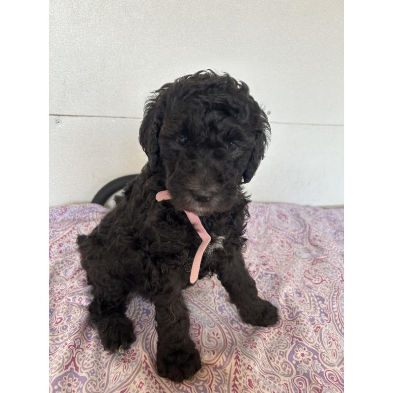 販売中の愛知県のスタンダードプードル-444470の3枚目