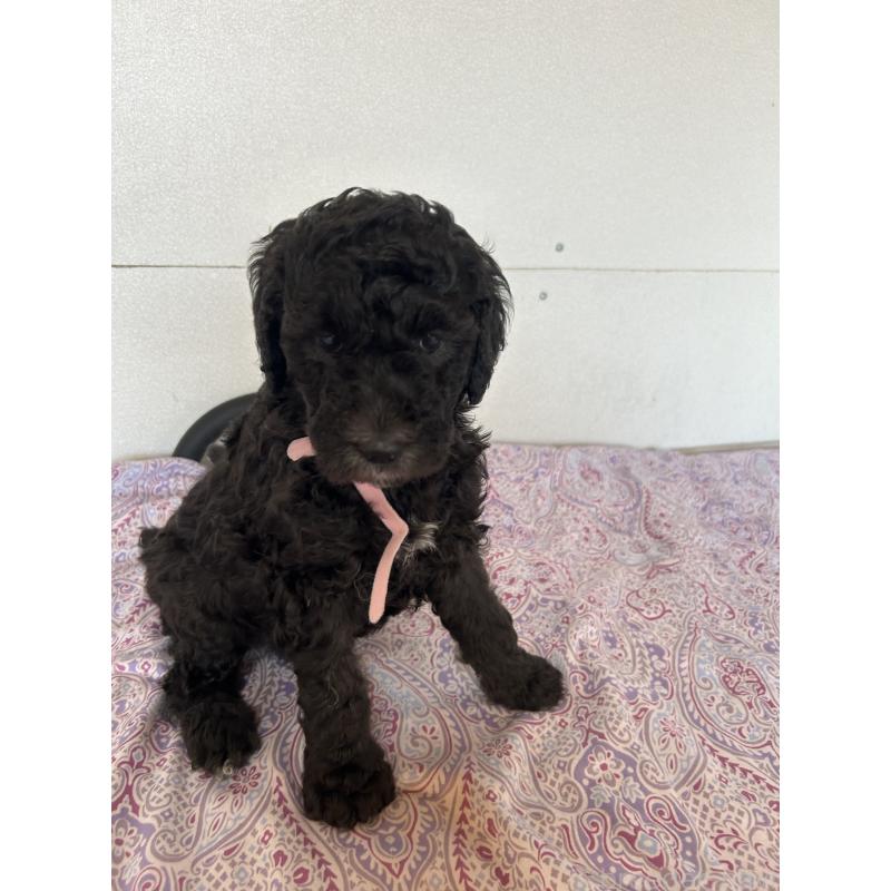 販売中の愛知県のスタンダードプードル-444470の2枚目