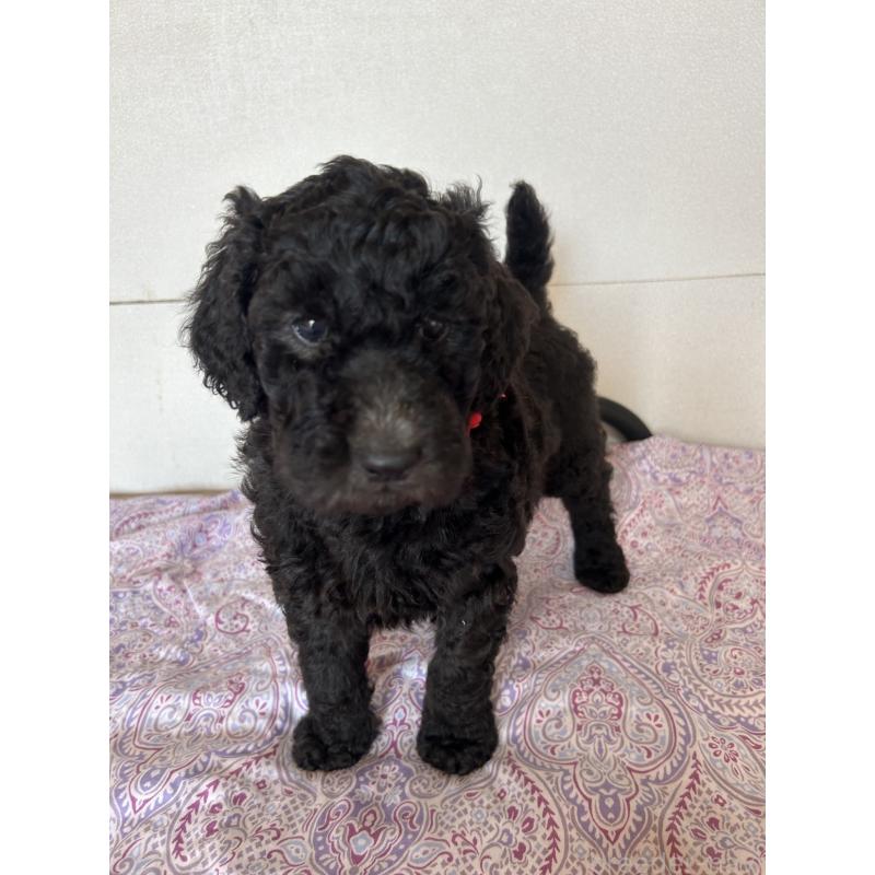 販売中の愛知県のスタンダードプードル-444471の4枚目