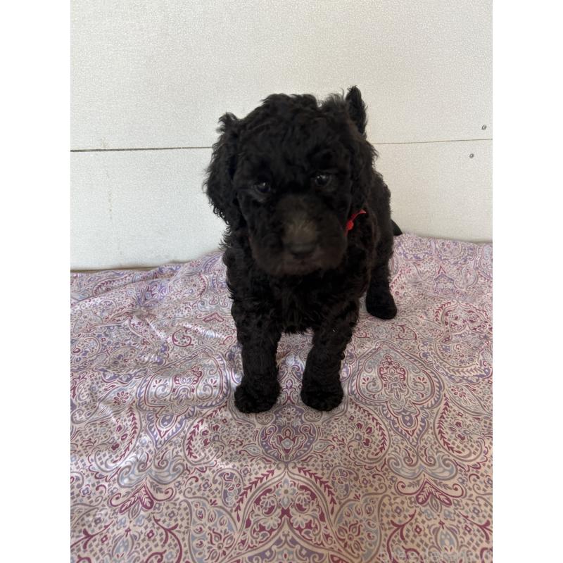 販売中の愛知県のスタンダードプードル-444471の3枚目