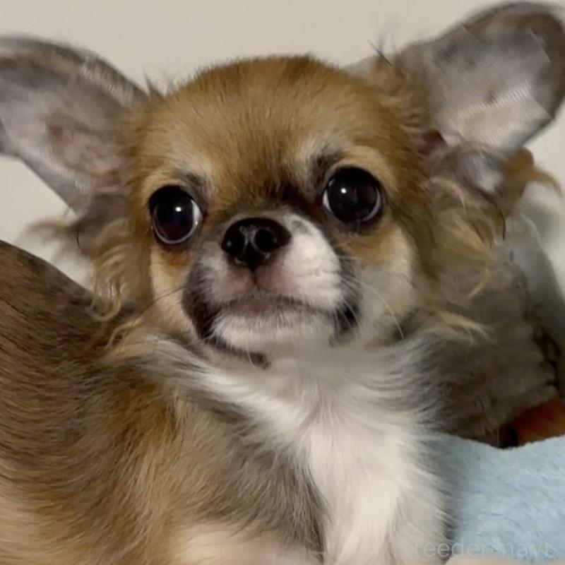 販売中の東京都のチワワ(ロングコート)-423971