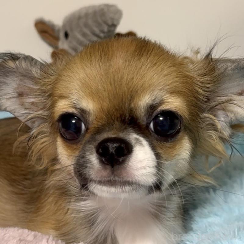 東京都のチワワ(ロングコート)｜男の子・2025/09/12生まれ・セーブル系