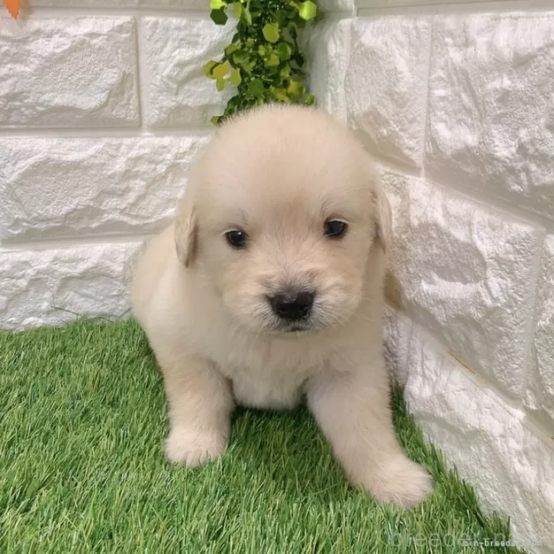 販売中の愛知県のゴールデンレトリーバー-444473