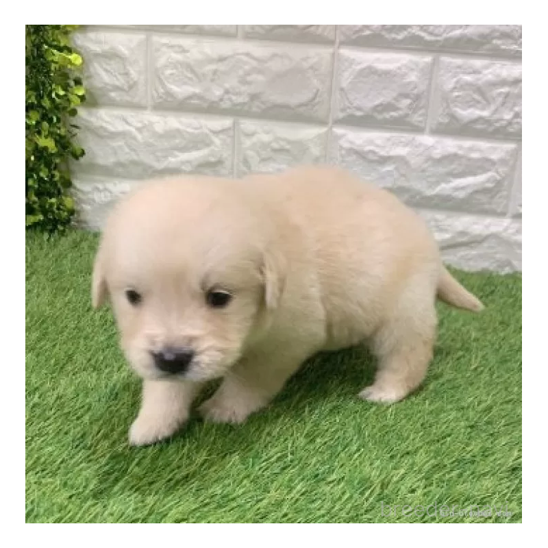 販売中の愛知県のゴールデンレトリーバー-444473の5枚目