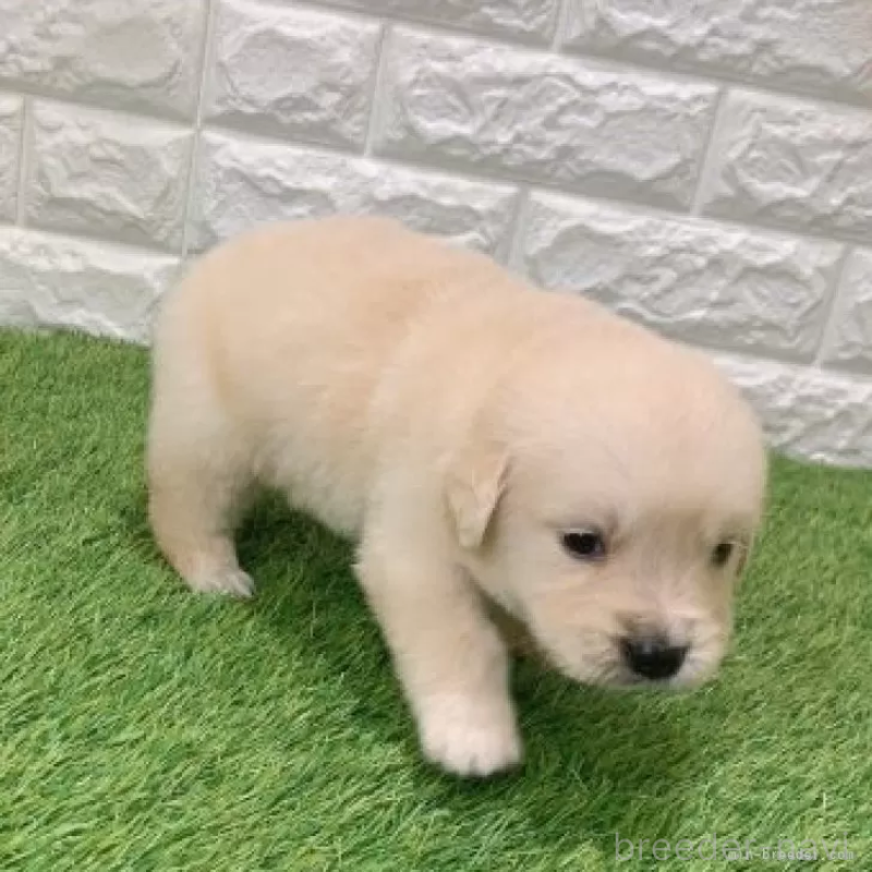 販売中の愛知県のゴールデンレトリーバー-444473の4枚目