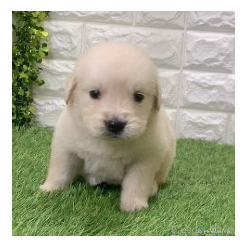 販売中の愛知県のゴールデンレトリーバー-444473の3枚目