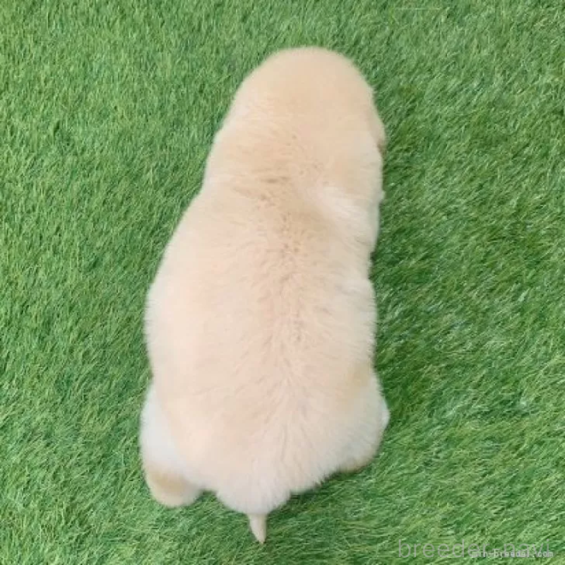 販売中の愛知県のゴールデンレトリーバー-444473の2枚目