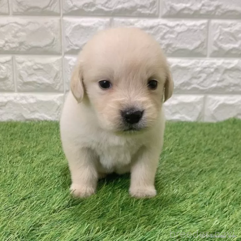 販売中の愛知県のゴールデンレトリーバー-444474