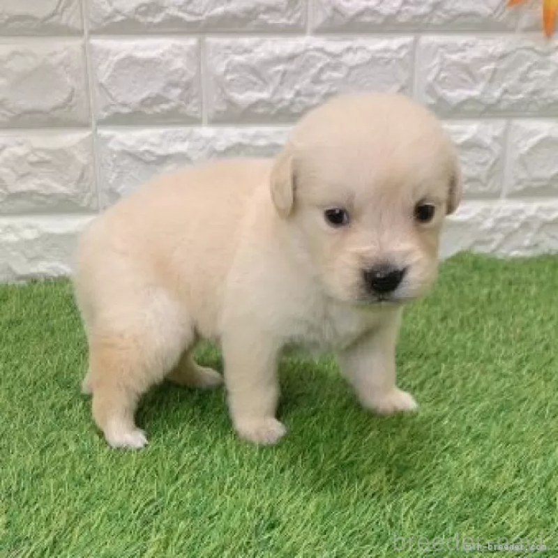 販売中の愛知県のゴールデンレトリーバー-444474の5枚目