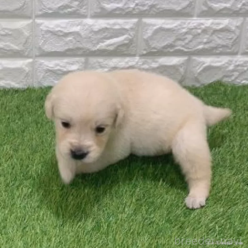 販売中の愛知県のゴールデンレトリーバー-444474の4枚目