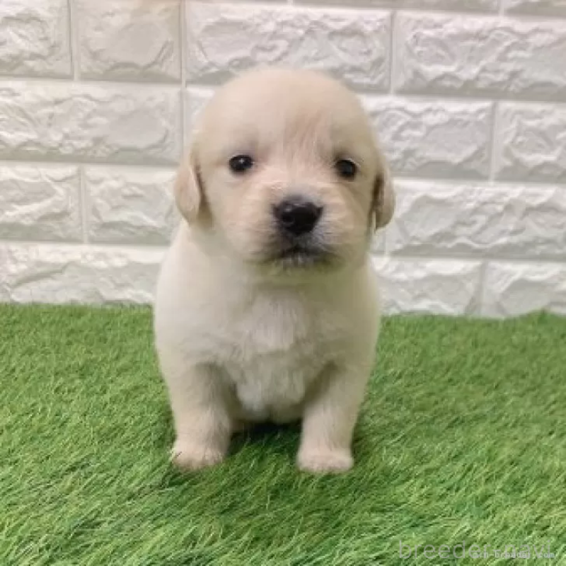 販売中の愛知県のゴールデンレトリーバー-444474の3枚目