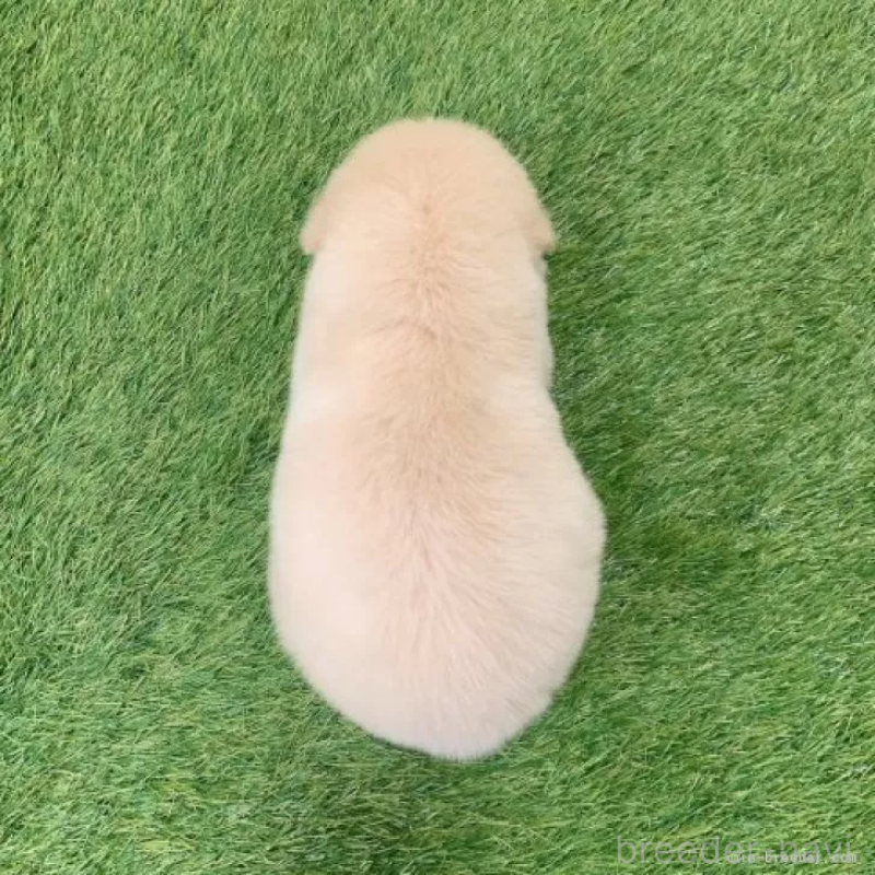 販売中の愛知県のゴールデンレトリーバー-444474の2枚目