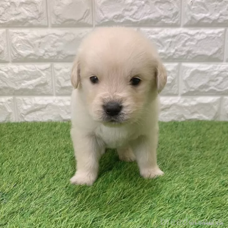 販売中の愛知県のゴールデンレトリーバー-444475