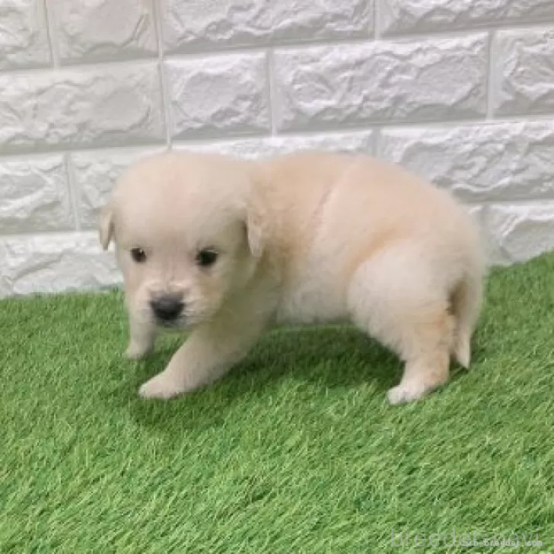 販売中の愛知県のゴールデンレトリーバー-444475の4枚目