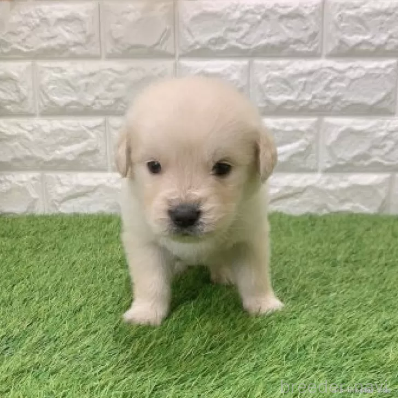 販売中の愛知県のゴールデンレトリーバー-444475の3枚目