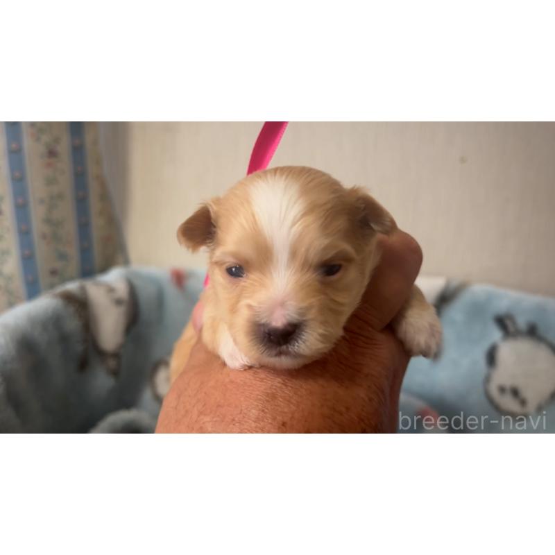 販売中の岡山県のミックス犬-444476の3枚目